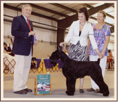 Giant Schnauzers For Sale