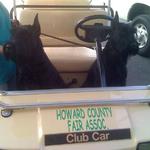 Gus and Alexis love exploring new things.  During this show, they thought it would be fun to drive the golf cart.  You need a sense of humor with Giant Schnauzers.  Every new situation, helps develop a sound temperment, good judgement and trust.