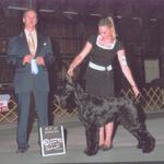 Official first champion at 9 months under our kennel name:  Clear Days Giant Schnauzers